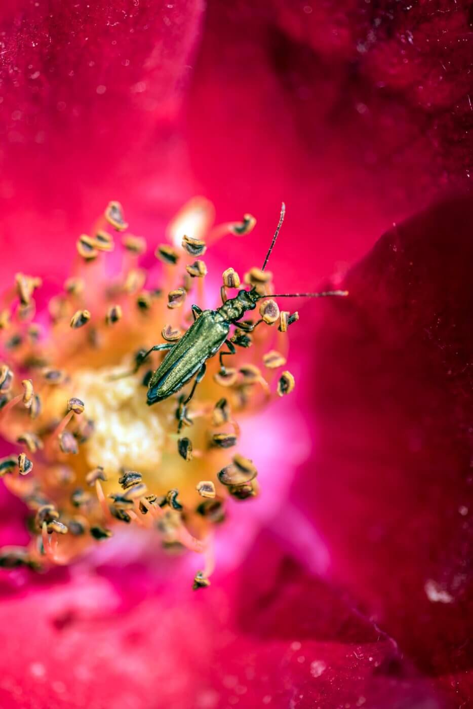 What is Pollen Count? Allergy and Clinical