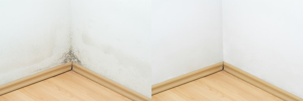 Summer Mold Allergy Triggers