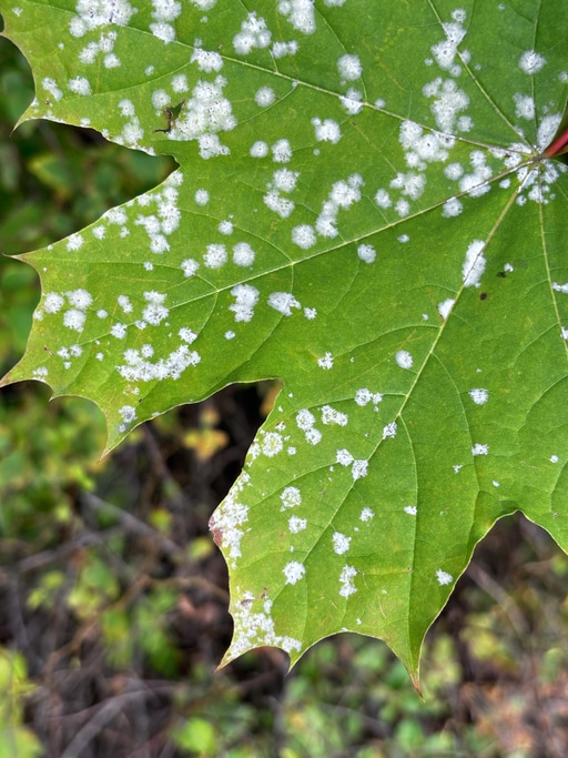 The-Most-Overlooked-Summer-Allergy-Trigger-Outdoor-Mold.
